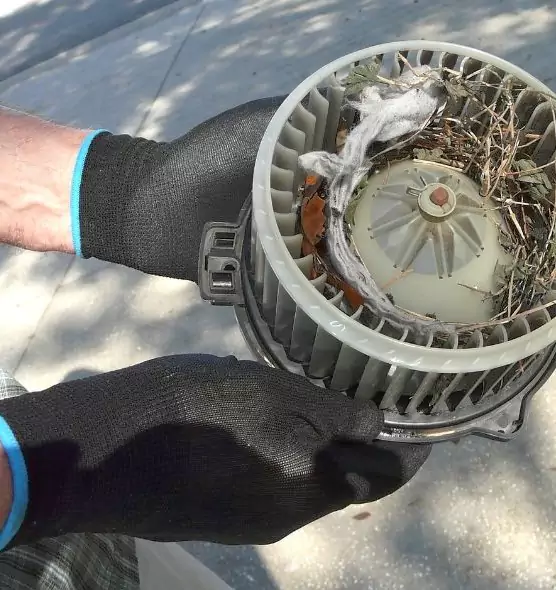 About Air Duct Mice Removal in Bellaire, TX